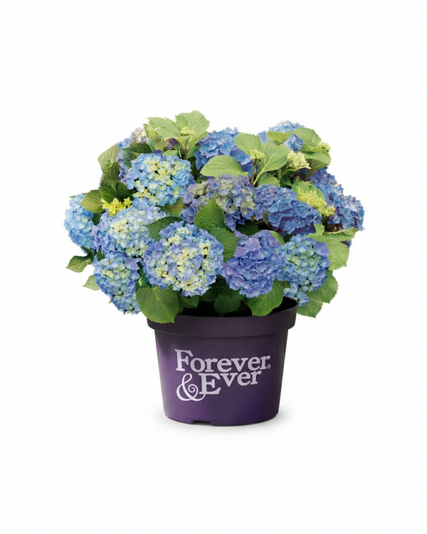 Mophead Hydrangea