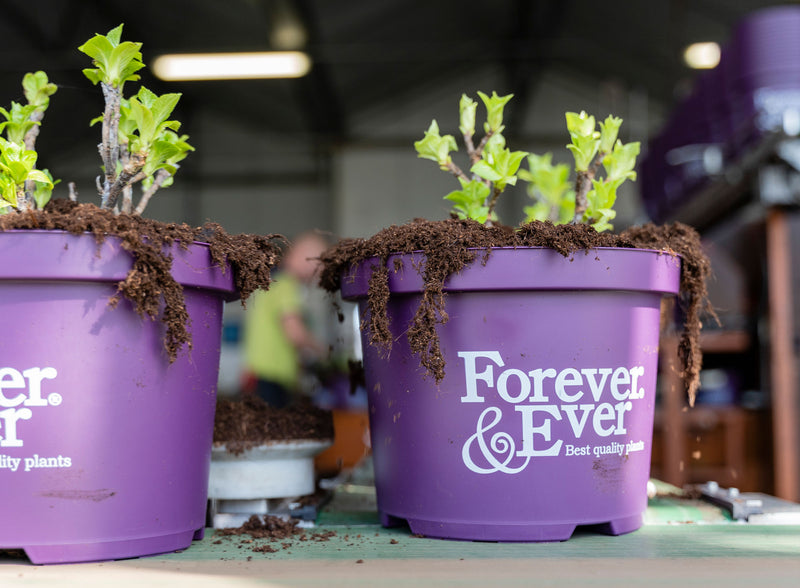 Give a gift that keeps blooming