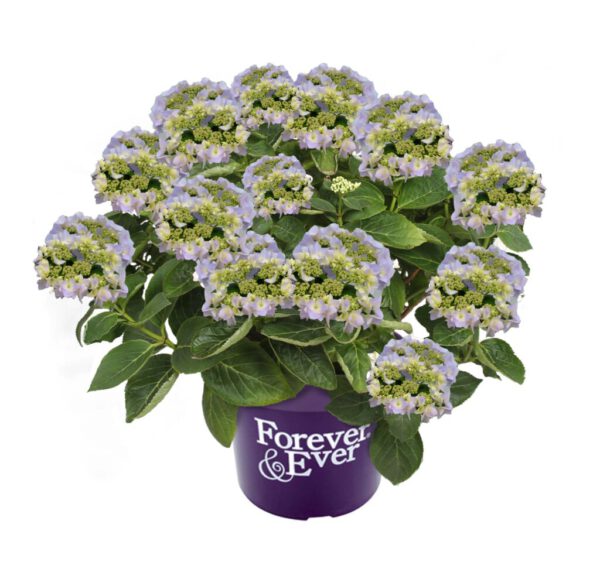 Lacecap Hydrangea