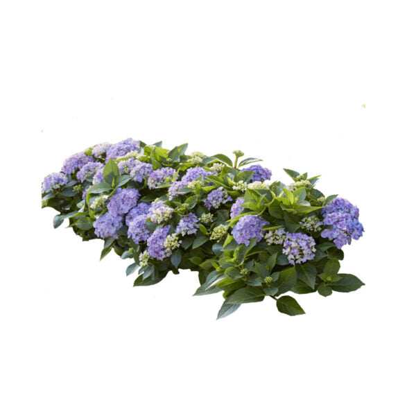 Hortbux (5 pack)