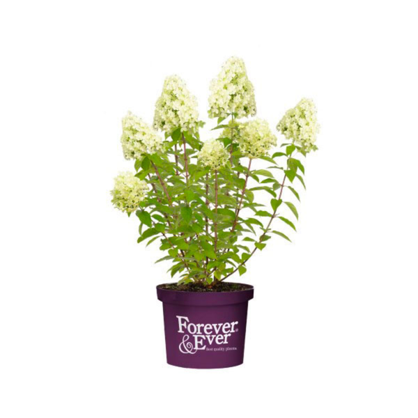Panicle Hydrangea Little