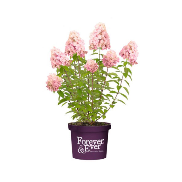 Panicle Hydrangea Little