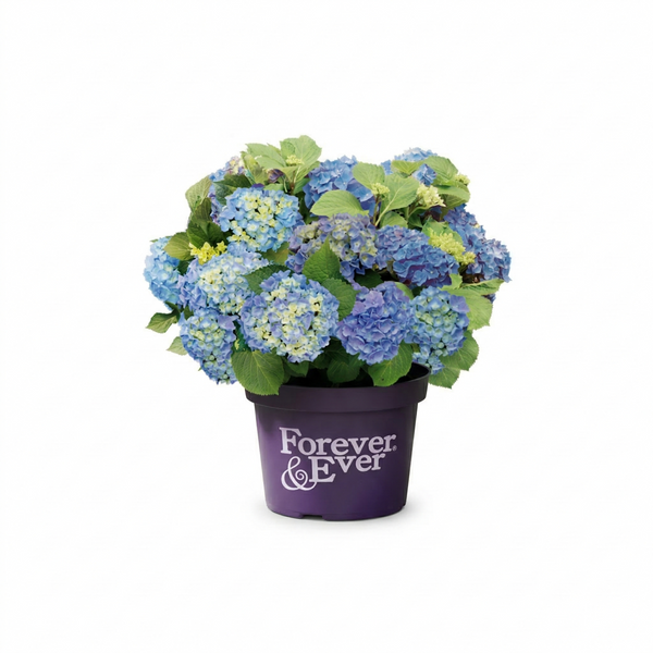 Mophead Hydrangea Blue