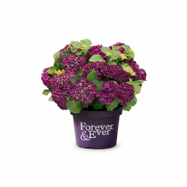 Mophead Hydrangea Purple