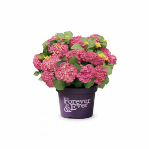 Boeren Hortensia Rood