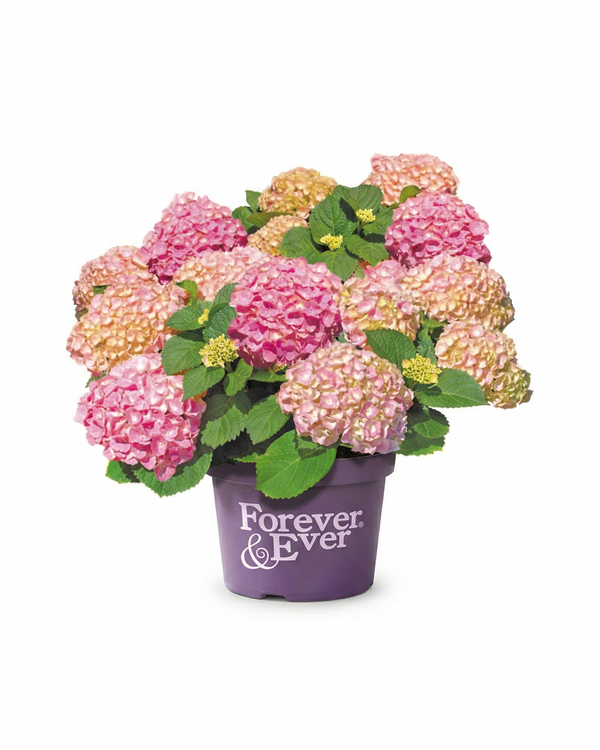 Mophead Hydrangea