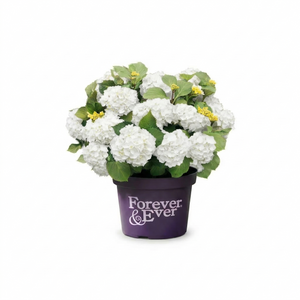 Boeren Hortensia Wit