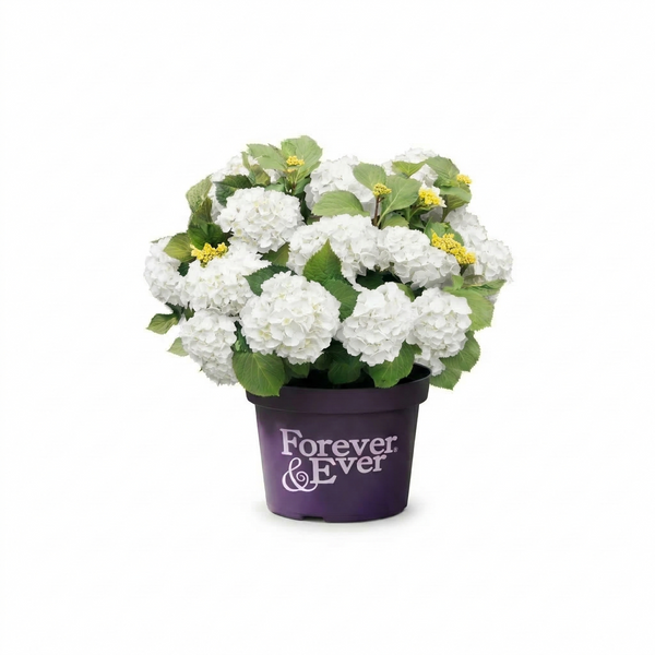 Mophead Hydrangea White