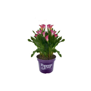 Calla