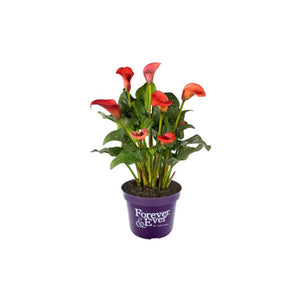 Calla