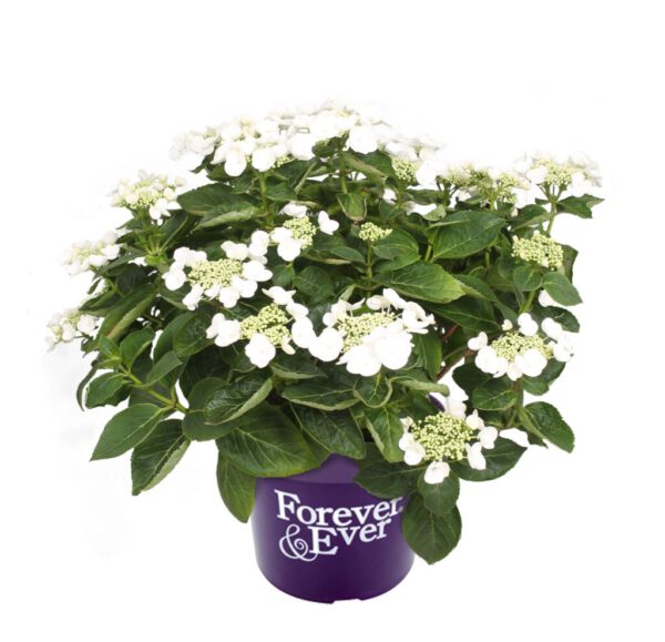 Lacecap Hydrangea