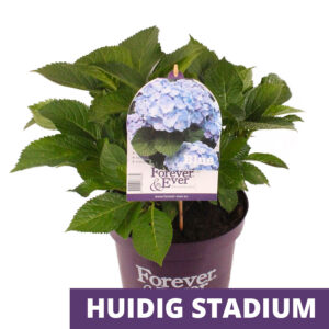 Hydrangea Macrophylla