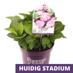 Hydrangea Macrophylla