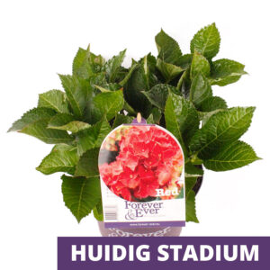 Hydrangea Macrophylla