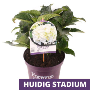 Hydrangea Macrophylla