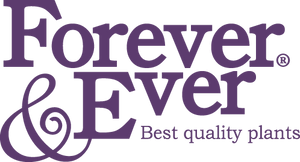 Forever & Ever®