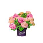 Hydrangea Macrophylla