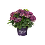 Hydrangea Macrophylla - Image 5