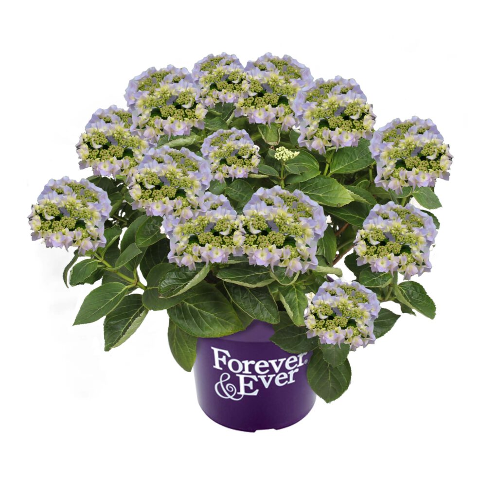 Image of Teller blue hydrangea in a vase