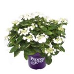 Macrophylla Teller - Image 3