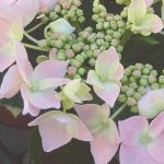 Macrophylla Teller - Image 4
